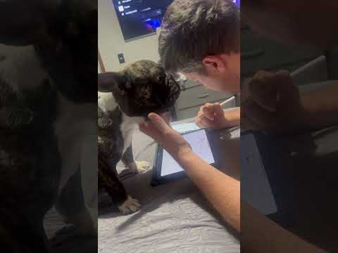 Macario es multitareas y multi olores💨🔥#perros #dog #animals #pets #love #viralvideo #viralshorts