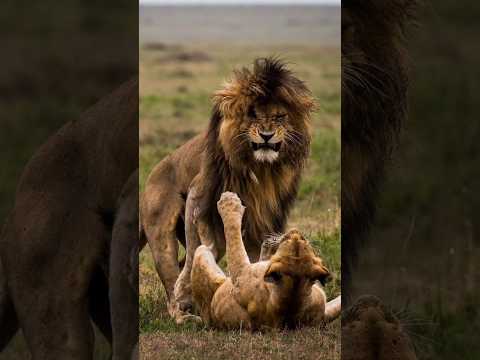 Scarface - World's Most Famous Lion #shorts