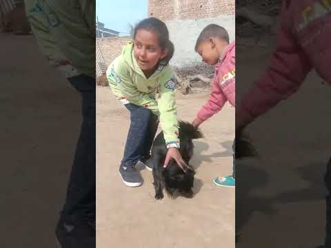 Meri paltu dog🐕 mikshyi 👌👍