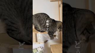 本人は真剣なんです🐱