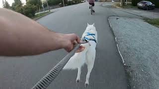 Husky Chases Bike at Full Speed