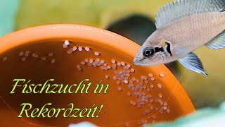 Eggs in record time: The fascinating reproduction of fairy cichlids