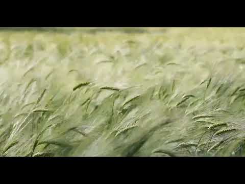 Relaxing Meadow with Ambient Nature Sounds, Wildflowers, and Mountain View