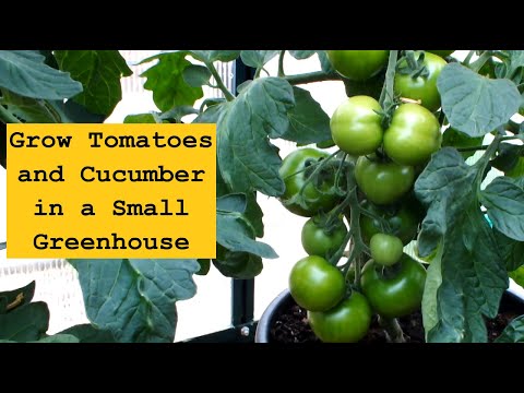 , title : 'Grow Tomatoes and Cucumbers in a Small Greenhouse'
