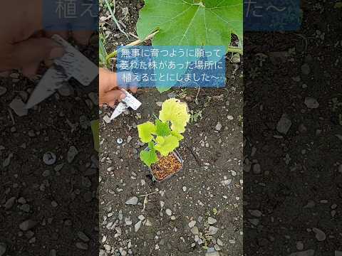 ズッキーニの種を播種する前に浸すことで発芽が早くなります