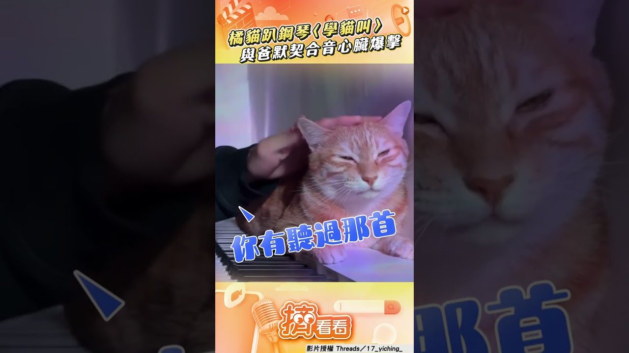 影音/橘貓趴鋼琴前唱〈學貓叫〉 與爸「默契合音」心臟爆擊