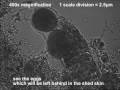 Tardigrade shedding it's skin - music by D*NOTE ...