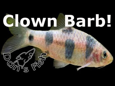 download lagu mp3 mp4 Clown Barb, download lagu Clown Barb gratis, unduh video klip Clown Barb