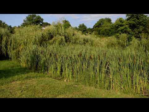 Cazare Lacul Batran Ocna Sugatag