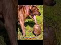 Funny Video Dog Funny Puppy Pets Animal Arabic Music Tontonight Viral Trending