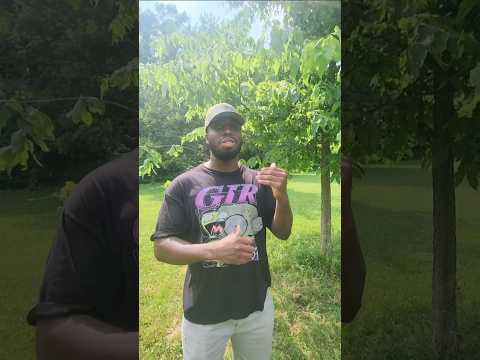 Tree Identification - Hackberry