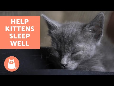 How to Help KITTENS Sleep Well