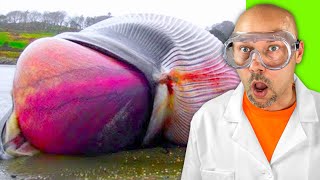 whale explodes on camera...