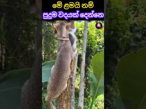 These kids just will not listen 😡 | Cat