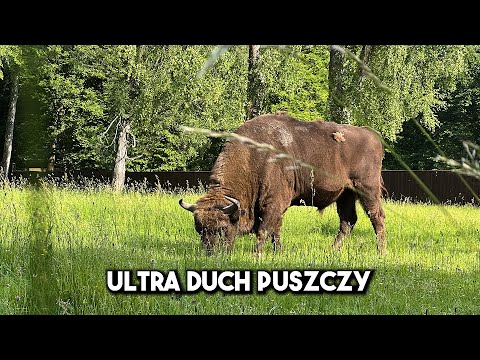 ULTRA SPIRIT OF THE FOREST and the amazing Podlasie.