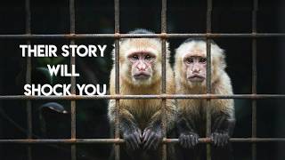 Should monkeys be kept as pets Watch this breathtaking capuchin monkey rescue.