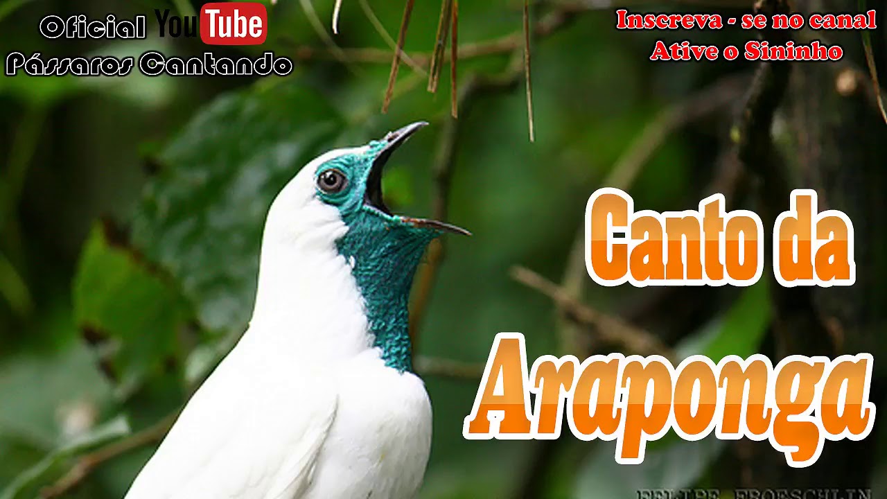 Canto da Araponga 🐤 🐤 🐥 🐥