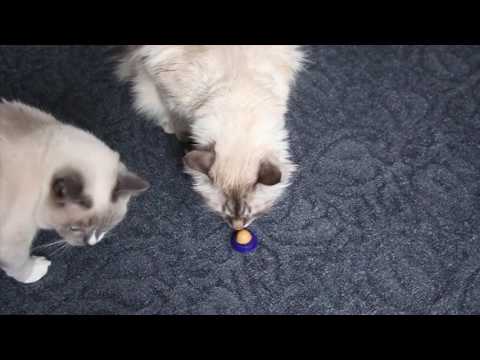 ПРЫГ СКОК -лизун для котов с витаминами!))