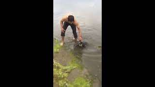 faze tari koala salvat