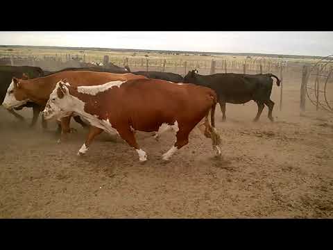 Vacas Vacias