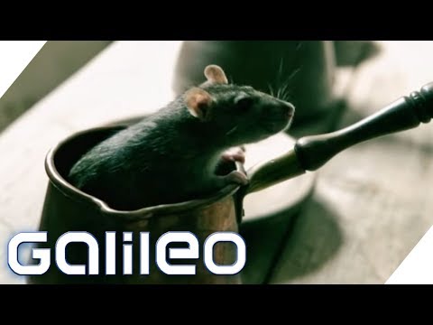 Could you have survived the plague? Can you survive history? | Galileo | ProSieben