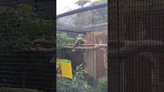 Download lagu Laughing Kookaburra mp3 Download lagu Laughing Kookaburra mp3