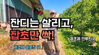 잔디는 살리고 잡초만 싹 죽이는 비결! 신젠타 모뉴먼트+마름새 20일 후 놀라운 결과
