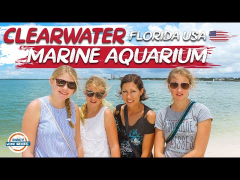 Clearwater Marine Aquarium: Visiting Winter & Hope From The “Dolphin Tale” Movies!