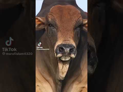 #korban#foryou #shorts # korban#reels #short #shortvideo #youtubeshorts