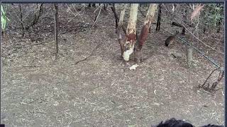 Thumbnail del capítulo