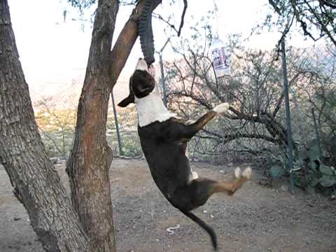 Bull terrier hanging from tire