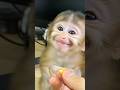 Baby Monkey Eats Corn And Gives The Sweetest Thank You Smile Ever