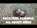 MuseumAtHome Backyard Science All About Birds