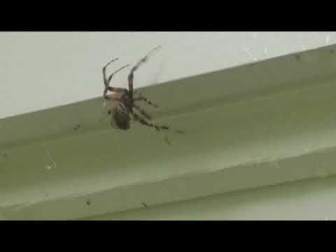 Spiders Take Over Front of Home in Colts Neck, NJ