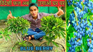 स्वाधिष्ठ ब्लूबेरी फल का पोधा उगाओ अपने घर पर | Grow Very Tasty Blueberry Fruiting Plant At Home .