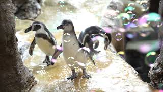 Humboldt Penguins Have A Bubble Party