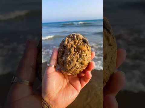 #beach #seatreasures #seashells #beachcombing #beachlifevibes