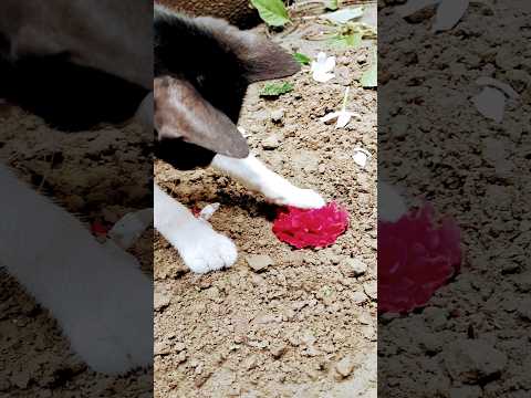 subscribe plz #trending #shorts #shortsvideo #youtubers