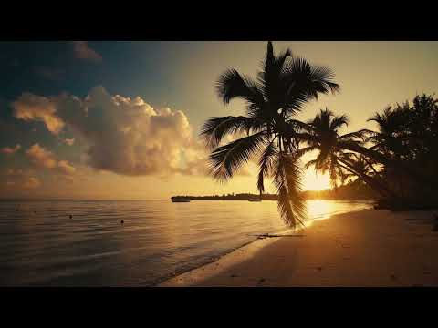 Relaxing Palm Trees Sunset Beach Scenery & Sounds, Birds & Nature Sounds, White Noise, 4K-HD, ASMR