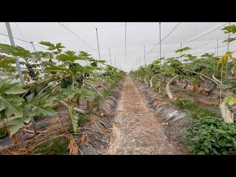 Papaya Trees Are Bent Like This in Taiwan