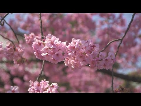 Віктор Павлік - Не кажи прощай 2022 (mood video)