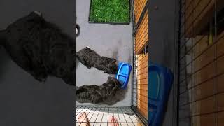 Video preview image #3 Bernedoodle Puppy For Sale in HIGGINSVILLE, MO, USA