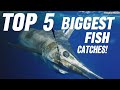 Top 5 Biggest Fish Ever Caught At Sea Record Breaking Weights Revealed