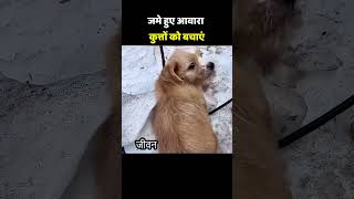 Rescue the frozen stray dogs.