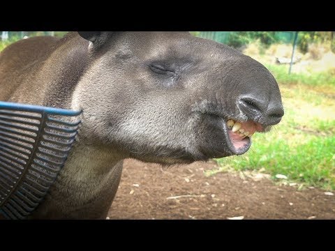 Une minute de tapir qui kiffe les gratouilles