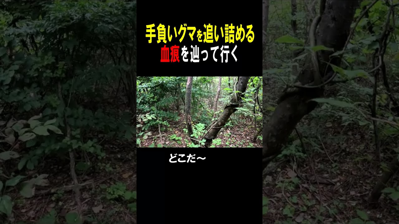 手負いグマを追い詰める！#shorts
