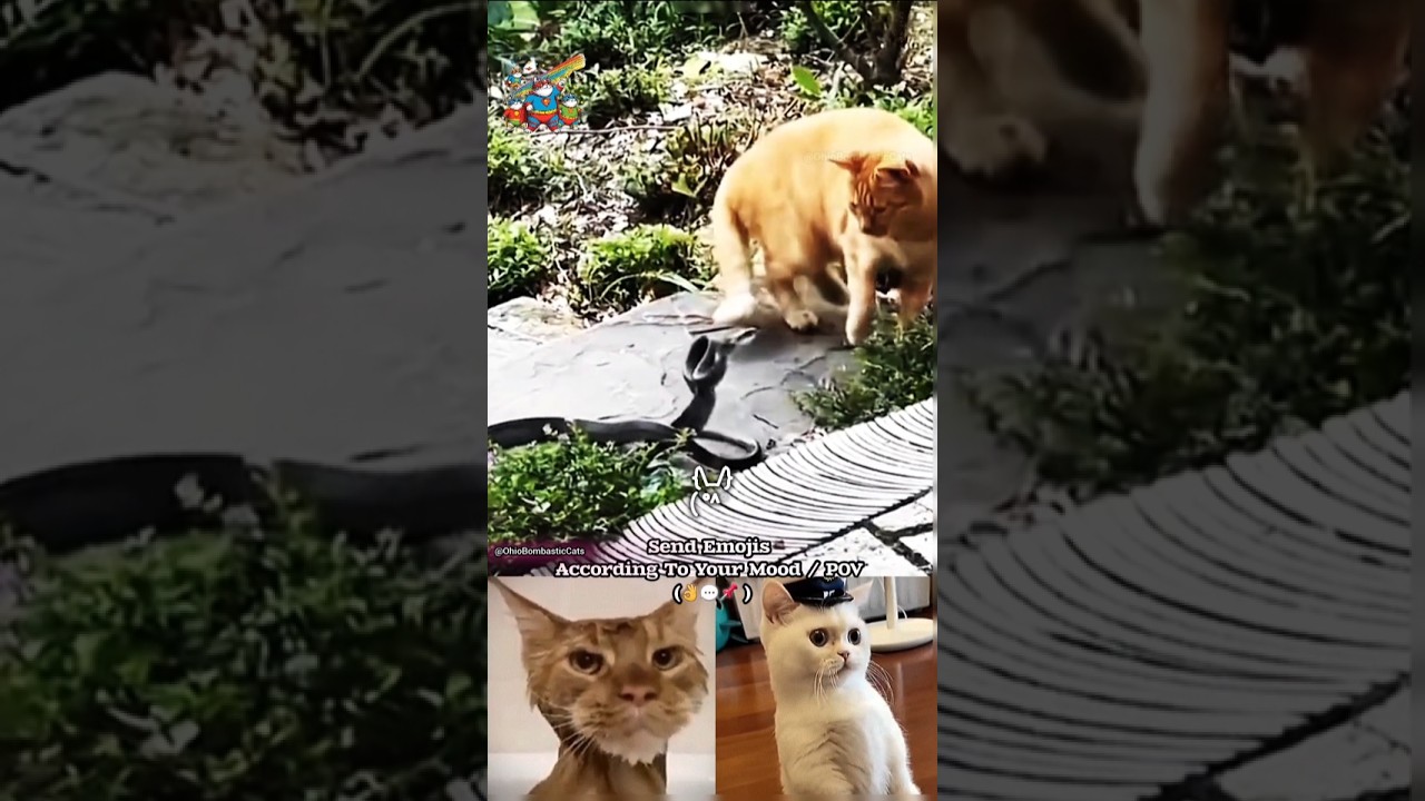 Cats 💀 #cat #memes #snake #trendingshorts #trollface #cats