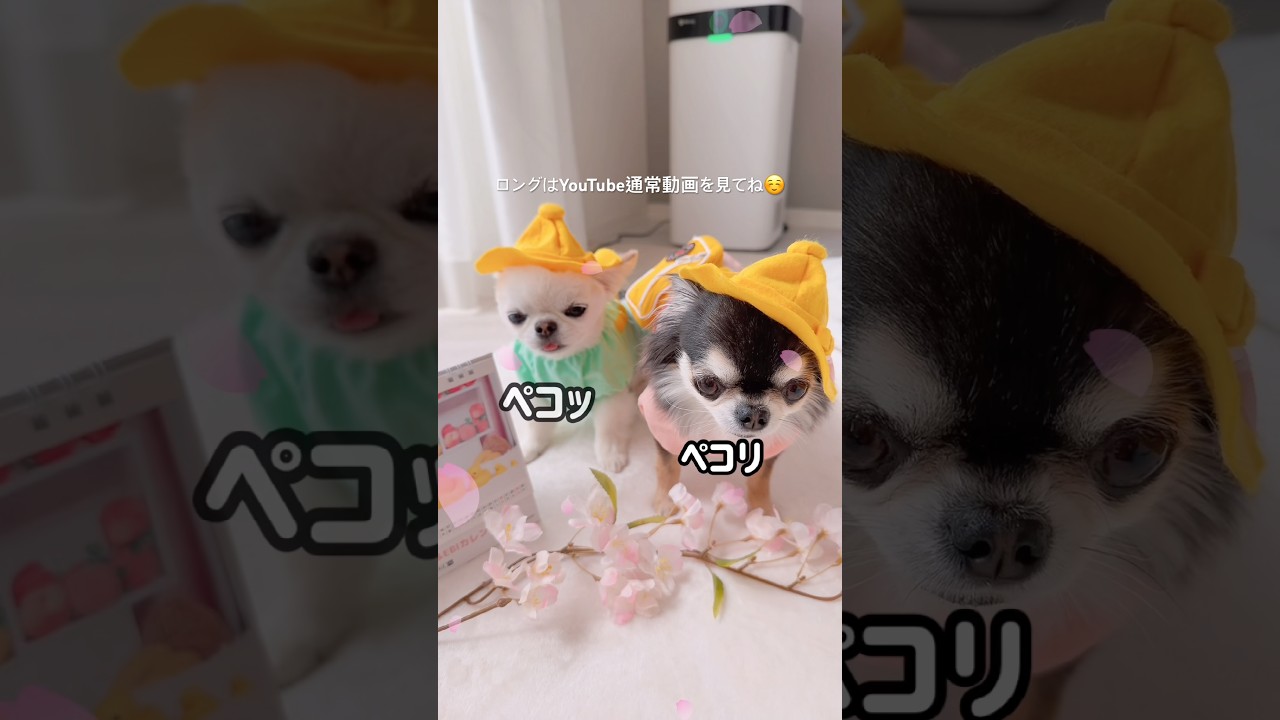4月のペコリ🌸 #shorts #ごあいさつ #チワワ