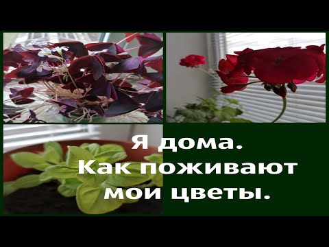 Что у меня дома, как мои цветы.