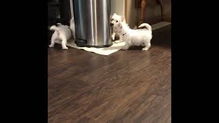 Video preview image #1 West Highland White Terrier Puppy For Sale in ROLLA, MO, USA